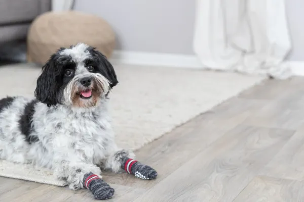 Trixie Haavojen Hoito^-koirantossut liukuesteillä, XS-S, harmaat, 2 kpl