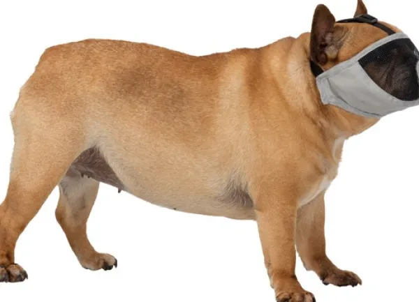 Trixie Kuonokopat^kuonokoppa lyhytkuonoisille koirille, S