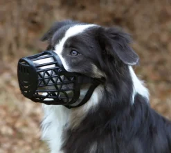 Trixie Kuonokopat^-kuonokoppa, M/L