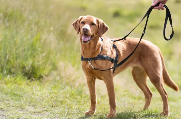 Trixie Lead'N'Walk -pehmeät treenivaljaat, koko M-L| Vedonesto