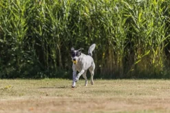 Trixie Noutolelut^Sporting Boll noutolelu, ø6cm/20cm, lime