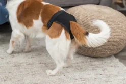 Trixie -narttusuoja, musta, XS| Haavojen Hoito