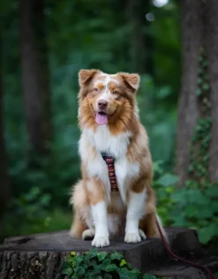 Woolly Wolf Harness koiran valjaat, XS - S, Polar Night| Valjaat