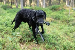 Woolly Wolf Taluttimet^Roam Adjustable Leash monitoimihihna, musta