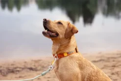 Woolly Wolf Kaulapannat^Roam Collar koirien kaulapanta, L, Black Ripple