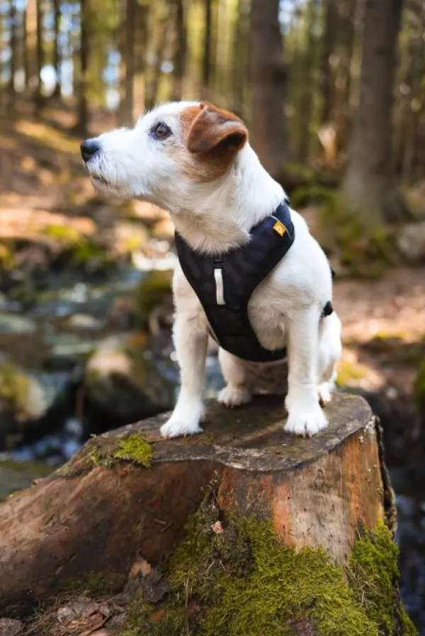 Woolly Wolf Roam Harness koirien valjaat, XL, musta| Valjaat