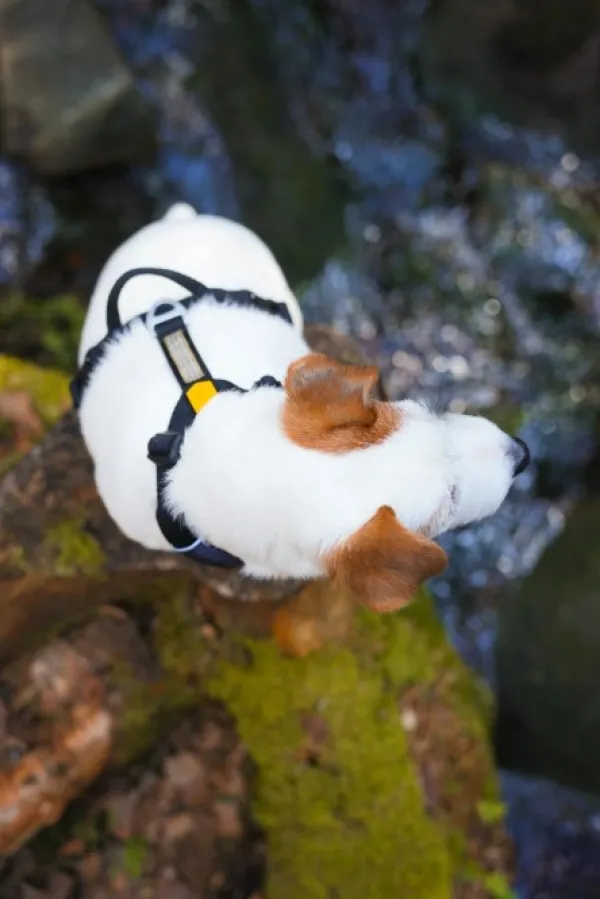 Woolly Wolf Roam Harness koirien valjaat, M, musta| Valjaat