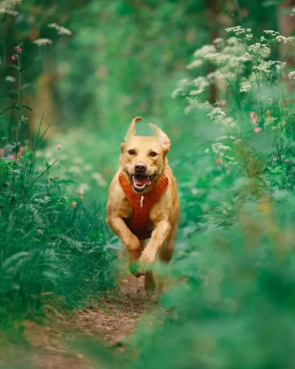 Woolly Wolf Roam Harness koirien valjaat, XS, oranssi| Valjaat