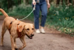 Woolly Wolf Roam Harness koirien valjaat, XS, oranssi| Valjaat