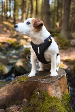 Woolly Wolf Valjaat^Roam Harness koirien valjaat, L, musta