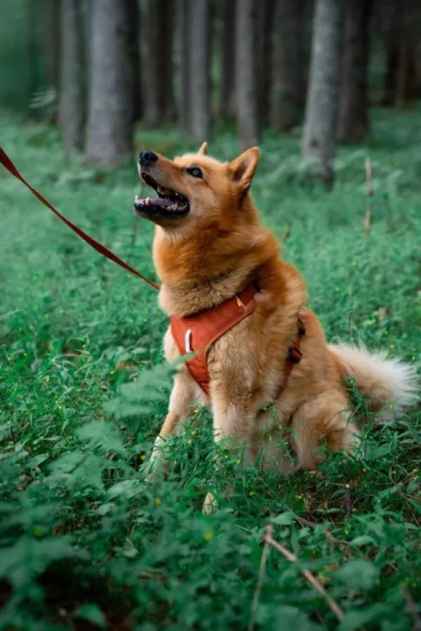 Woolly Wolf Valjaat^Roam Harness koirien valjaat, S, oranssi