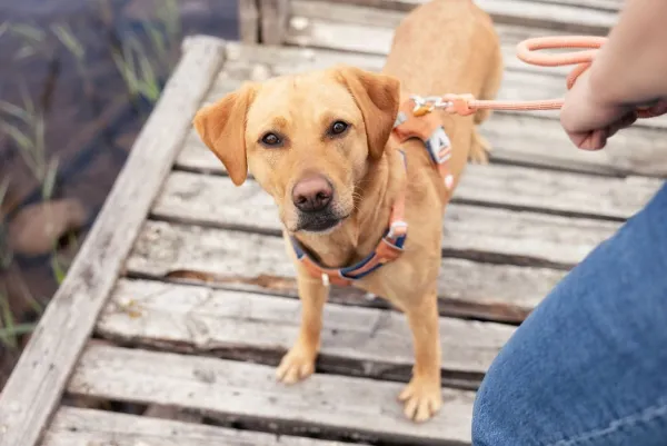 Woolly Wolf Taluttimet^Rope Leash köysihihna, 10 mm, vaaleanminttu