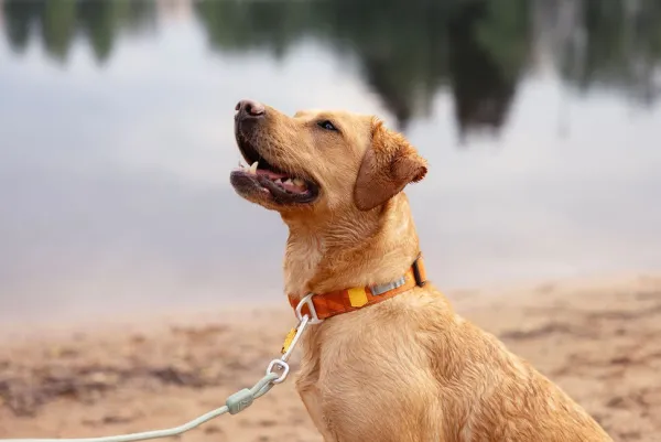 Woolly Wolf Rope Leash Thin köysihihna, 8 mm, oranssi| Taluttimet